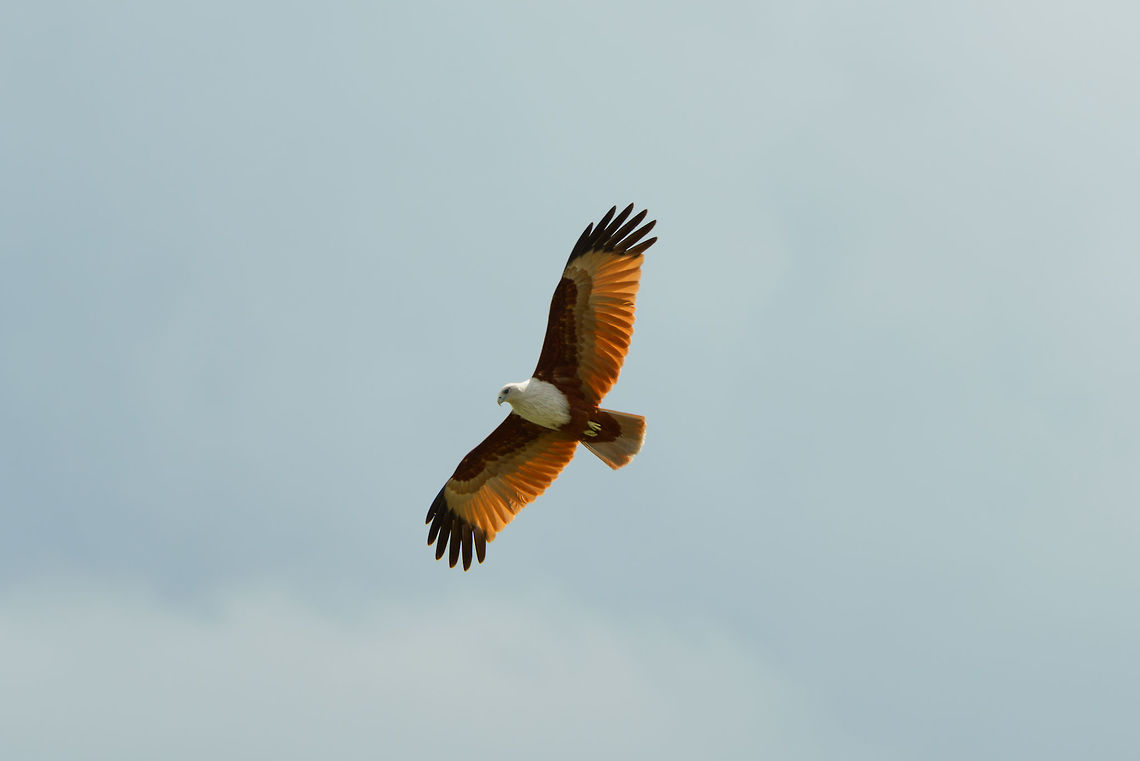 Brahminy Kite in flight - bottom view, Udawala, Sri Lanka  Asia,Brahminy Kite,Haliastur indus,Sri Lanka,Udawalawa