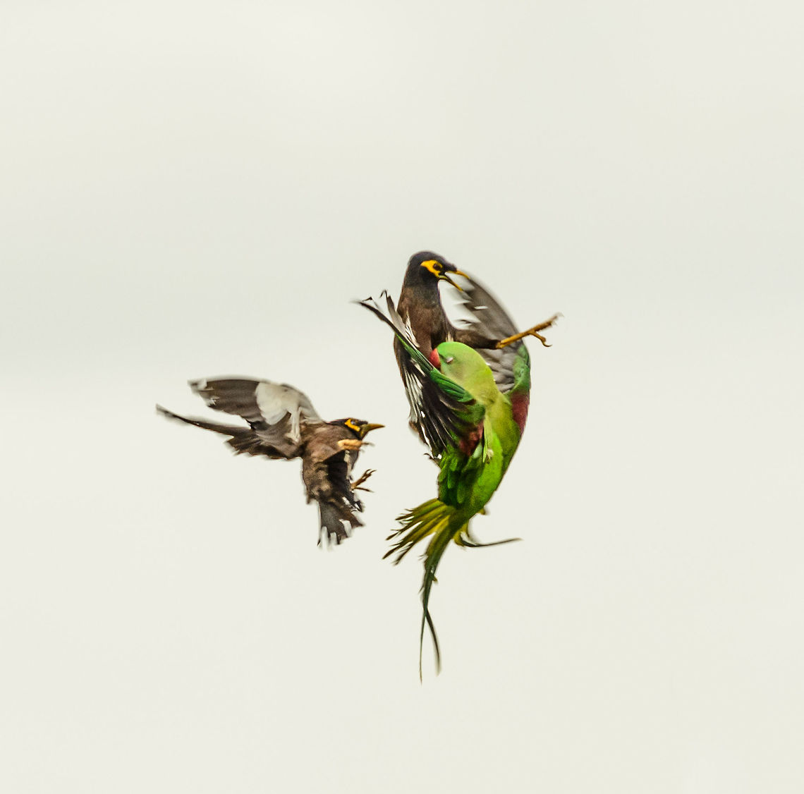 Alexandrine parakeet ninja-kicked in the face In Udawalawa, Sri Lanka, competition for nesting sites is fierce. Upon returning to its claimed nest, this Alexandrine parakeet got ninja-kicked in the face in mid-air by two common Myenas. Alexandrine parakeet,Asia,Psittacula eupatria,Sri Lanka,Udawalawa