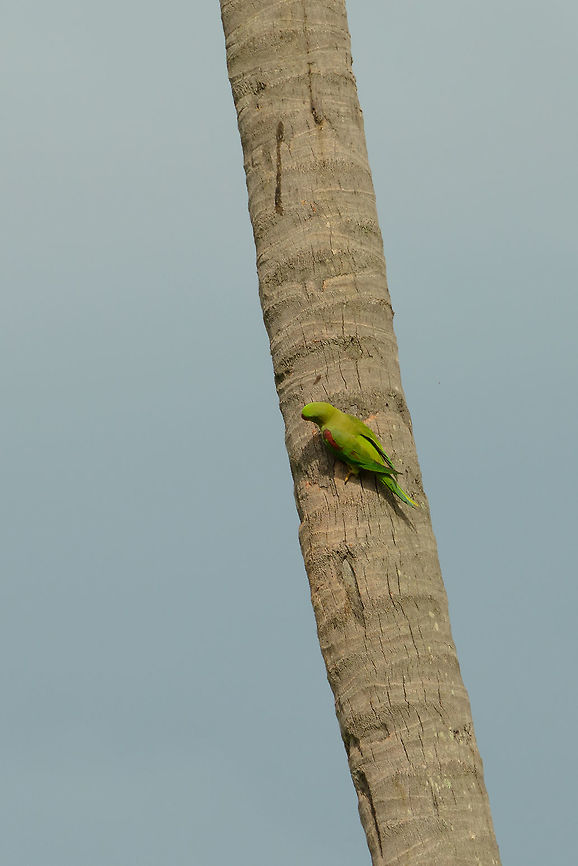 Alexandrine parakeet in Udawalawa, Sri Lanka Too far away to make for a good photo, yet this angle does show this species' key identification mark, the red patch on its shoulder, which the rose-ringed parakeet does not have. Alexandrine parakeet,Asia,Psittacula eupatria,Sri Lanka,Udawalawa