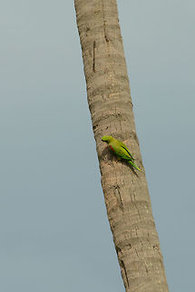 Alexandrine parakeet in Udawalawa, Sri Lanka Too far away to make for a good photo, yet this angle does show this species' key identification mark, the red patch on its shoulder, which the rose-ringed parakeet does not have. Alexandrine parakeet,Asia,Psittacula eupatria,Sri Lanka,Udawalawa