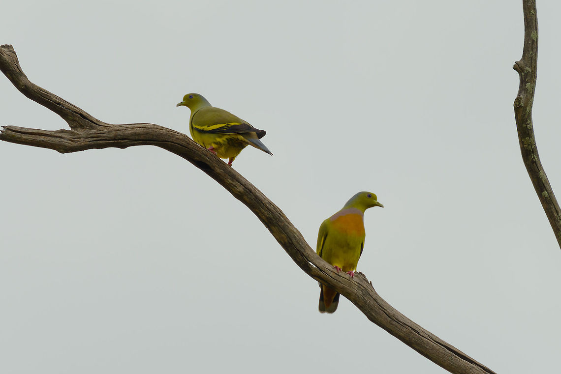 Orange-breasted Green pigeon couple in Udawalawa, Sri Lanka Shot against the light, so not great, sorry. Asia,Orange-breasted Green Pigeon,Sri Lanka,Treron bicinctus,Udawalawa
