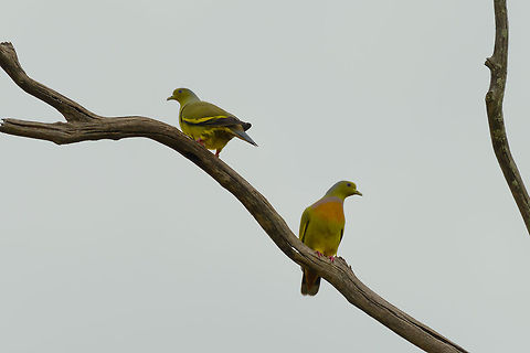 Orange-breasted Green pigeon couple in Udawalawa, Sri Lanka Shot against the light, so not great, sorry. Asia,Orange-breasted Green Pigeon,Sri Lanka,Treron bicinctus,Udawalawa