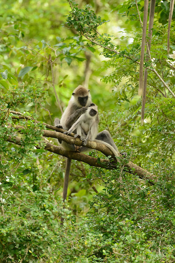 Tufted Gray Langur grooming session, Udawalawa, Sri Lanka  Asia,Semnopithecus priam,Sri Lanka,Tufted gray langur,Udawalawa