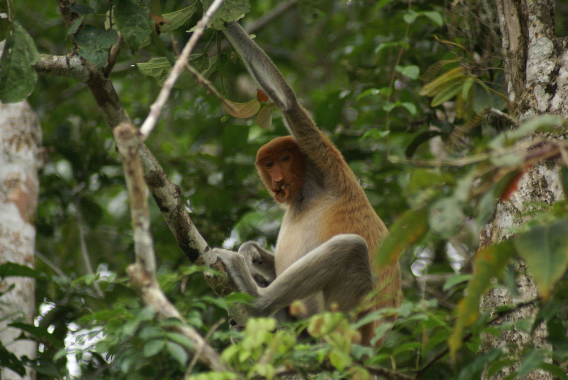 Proboscis monkey Such a strange animal to see. The nose, the pot belly, the orange &quot;bomber jack&quot; fur. Malaysia,Mammals,Monkeys,Nasalis larvatus,Proboscis monkey