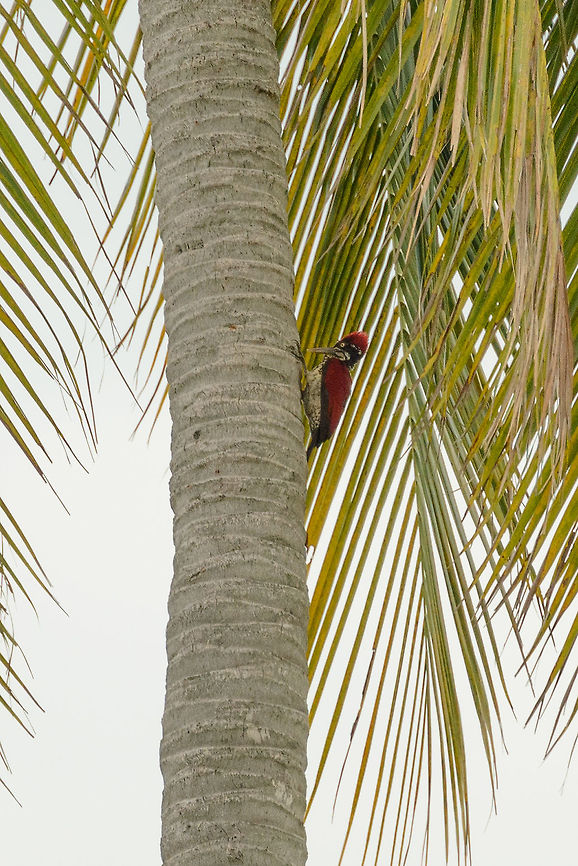 Greater Flameback on palm tree, Udawalawa, Sri Lanka At 80% of our trip through Sri Lanka, we were increasingly focusing on a short list of species we did not see yet, one of which was to see a flameback, any species of it. Unfortunately the above spotting was too far away for a good photo, yet we were satisfied to see it at all. I&#039;ve based the identification on its yellow eyes and back feathers, which only this option according to my Sri Lankan birds book.  Asia,Chrysocolaptes guttacristatus,Greater flameback,Sri Lanka,Udawalawa