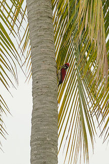 Greater Flameback on palm tree, Udawalawa, Sri Lanka At 80% of our trip through Sri Lanka, we were increasingly focusing on a short list of species we did not see yet, one of which was to see a flameback, any species of it. Unfortunately the above spotting was too far away for a good photo, yet we were satisfied to see it at all. I've based the identification on its yellow eyes and back feathers, which only this option according to my Sri Lankan birds book.  Asia,Chrysocolaptes guttacristatus,Greater flameback,Sri Lanka,Udawalawa