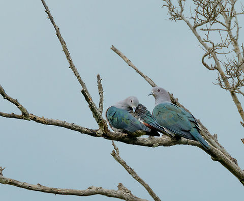 Couple of Green Imperial pigeons in Udawalawa, Sri Lanka  Asia,Ducula aenea,Green imperial pigeon,Sri Lanka,Udawalawa