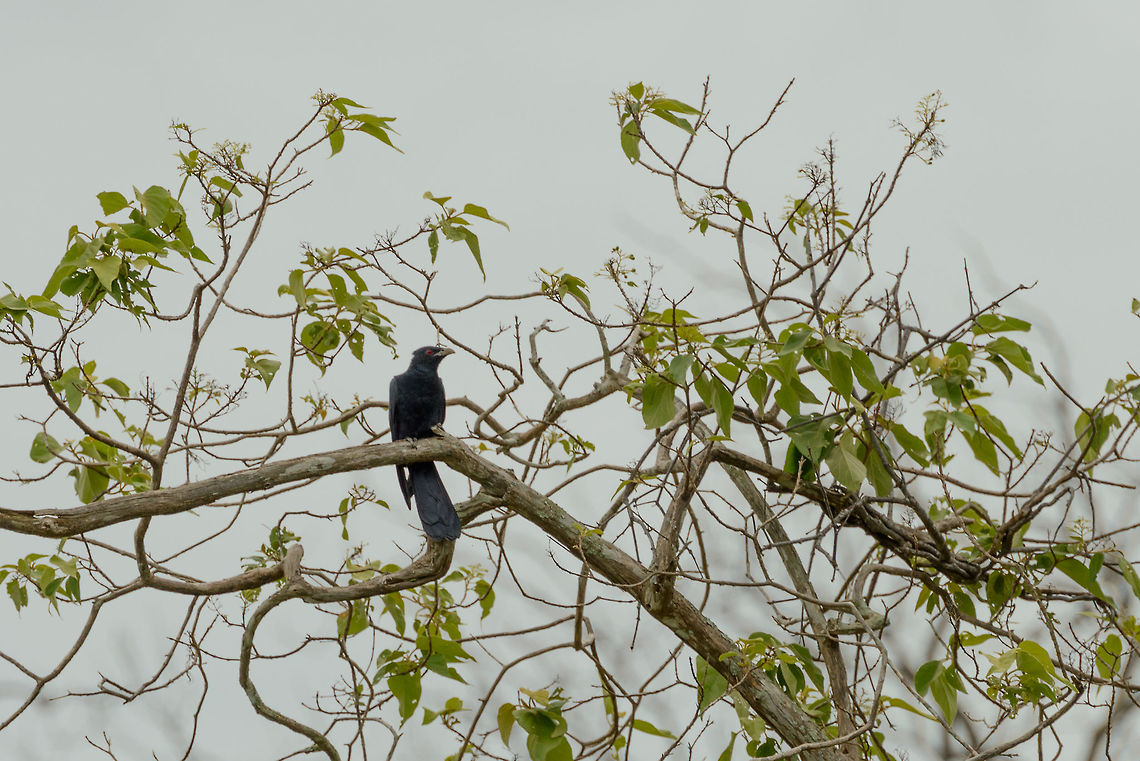 Asian Koel in Udawalawa, Sri Lanka A very remote sighting, yet the only photo we captured of an Asian Koel in Sri Lanka, hence sharing it anyway. Asia,Asian Koel,Eudynamys scolopaceus,Sri Lanka,Udawalawa