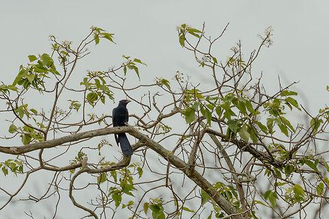 Asian Koel in Udawalawa, Sri Lanka A very remote sighting, yet the only photo we captured of an Asian Koel in Sri Lanka, hence sharing it anyway. Asia,Asian Koel,Eudynamys scolopaceus,Sri Lanka,Udawalawa