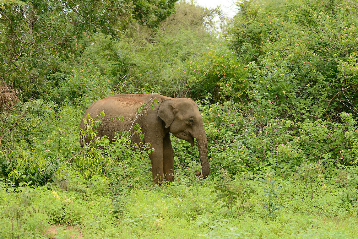 Sri Lankan Elephant in Udawala, Sri Lanka Based on size looks like a young adult to me, so kind of surprising to find it all alone. That said, there could be a few more in the bushes, they are quite stealthy. Asia,Elephas maximus maximus,Sri Lanka,Sri Lankan elephant,Udawalawa