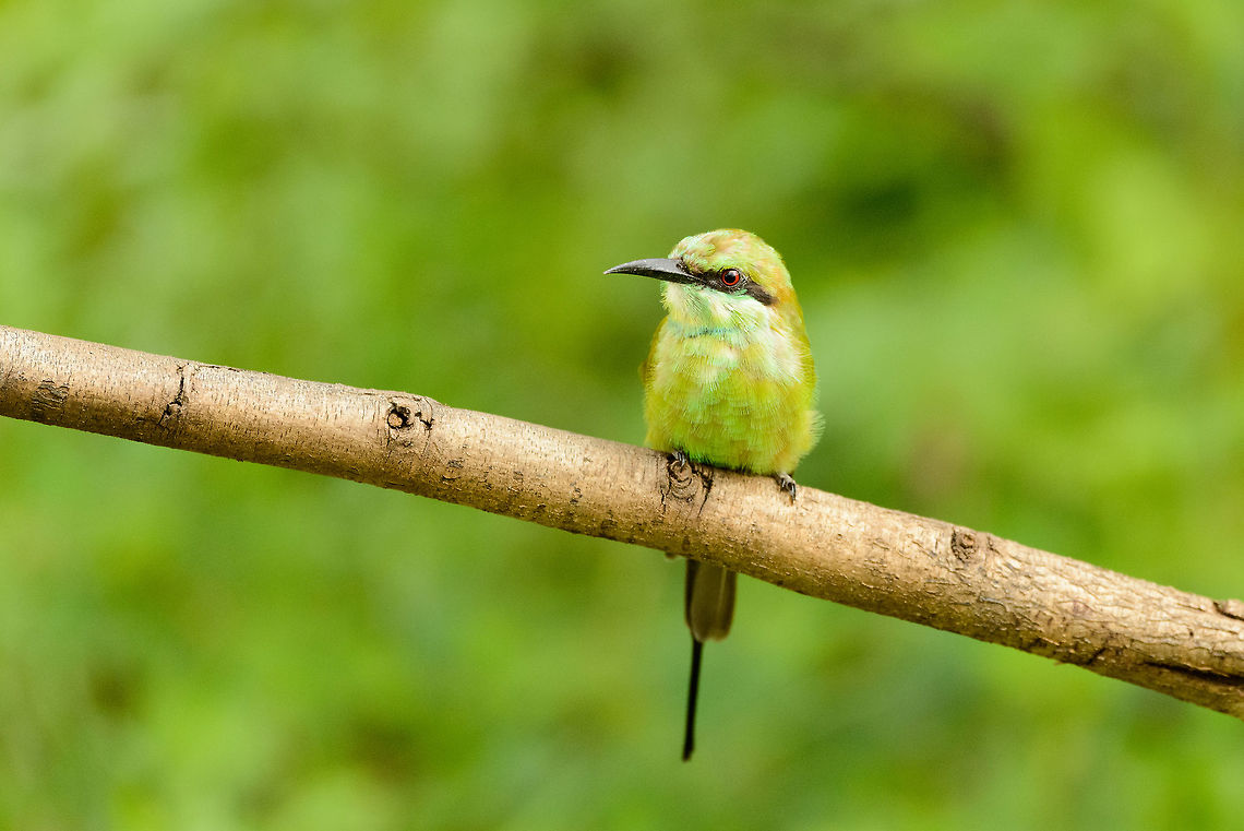 Closeup of little Green Bee-eater in Udawalawa, Sri Lanka  Asia,Green bee-eater,Merops orientalis,Sri Lanka,Udawalawa