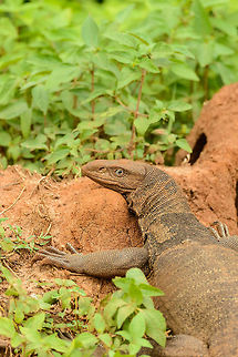 Bengal Monitor closeup, Udawalawa, Sri Lanka Human-like eyes if you look closely. Asia,Bengal monitor (Indian monitor),Sri Lanka,Udawalawa,Varanus bengalensis