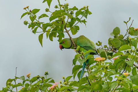 Closeup of Rose-ringed Parakeet, Udawalawa, Sri Lanka  Asia,Psittacula krameri,Rose-ringed parakeet,Sri Lanka,Udawalawa