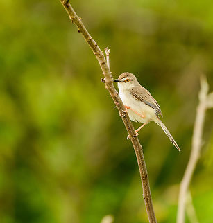 Yellow-eyed Babbler (?) in Udawalawa, Sri Lanka I am not 100% confident on this identification. I ploughed through my entire book of Sri Lanka birds, and this is the match I found by size and color of the eye. Still it looks somewhat different from other photos of the species, therefore I am not entirely sure. Asia,Chrysomma sinense,Sri Lanka,Udawalawa,Yellow-eyed Babbler
