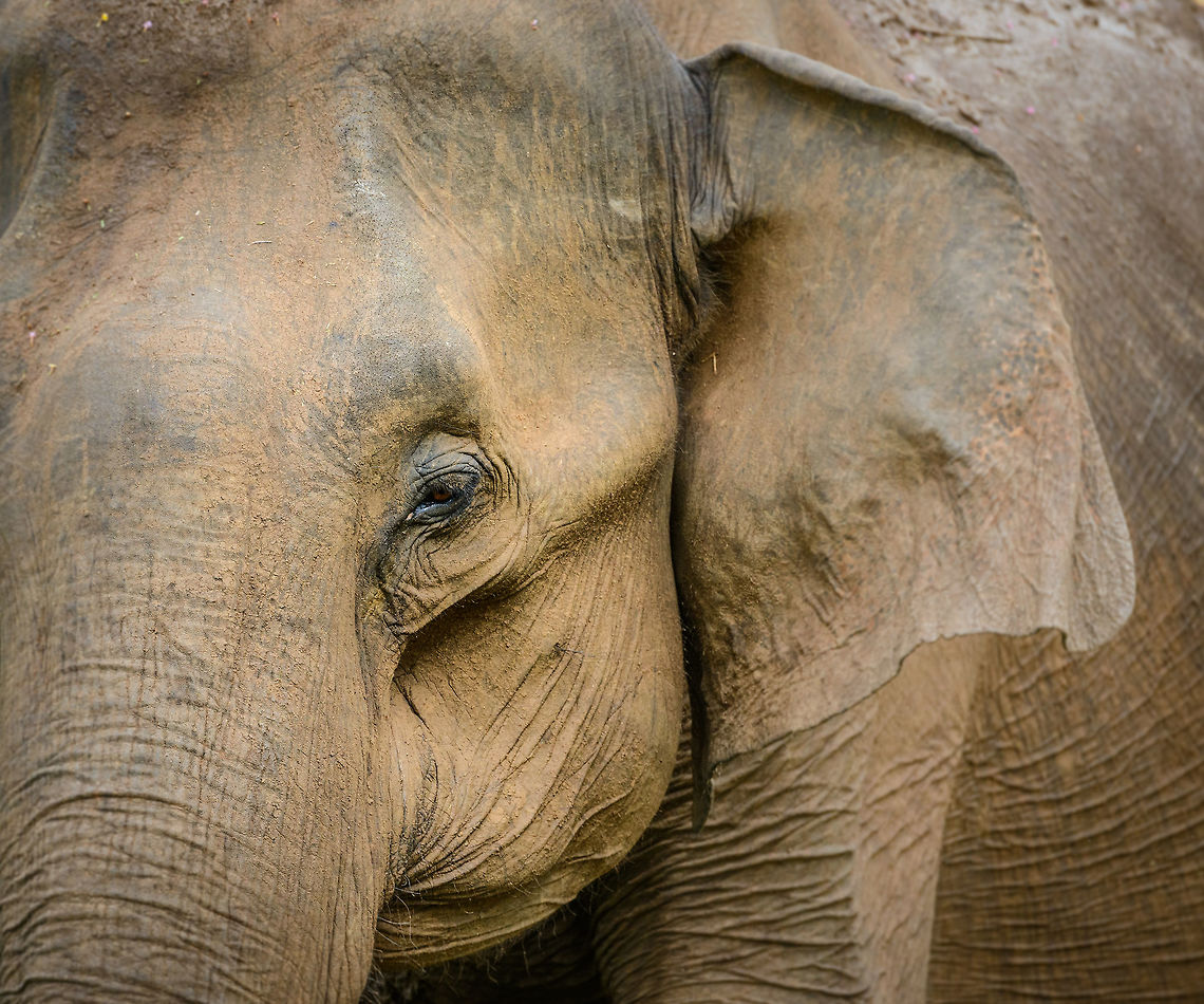 Closeup of female Sri Lankan Elephant - II, Udawalawa, Sri Lanka  Asia,Elephas maximus maximus,Sri Lanka,Sri Lankan elephant,Udawalawa