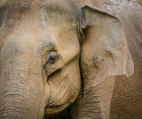 Closeup of female Sri Lankan Elephant - II, Udawalawa, Sri Lanka  Asia,Elephas maximus maximus,Sri Lanka,Sri Lankan elephant,Udawalawa