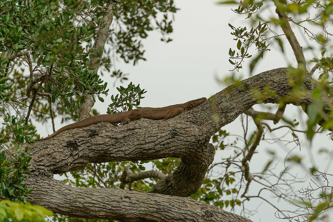 Not here A photo of a tree branch in Udawalawa, Sri Lanka. Asia,Bengal monitor (Indian monitor),Sri Lanka,Udawalawa,Varanus bengalensis