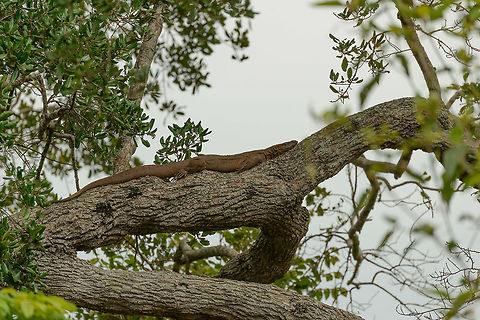Not here A photo of a tree branch in Udawalawa, Sri Lanka. Asia,Bengal monitor (Indian monitor),Sri Lanka,Udawalawa,Varanus bengalensis