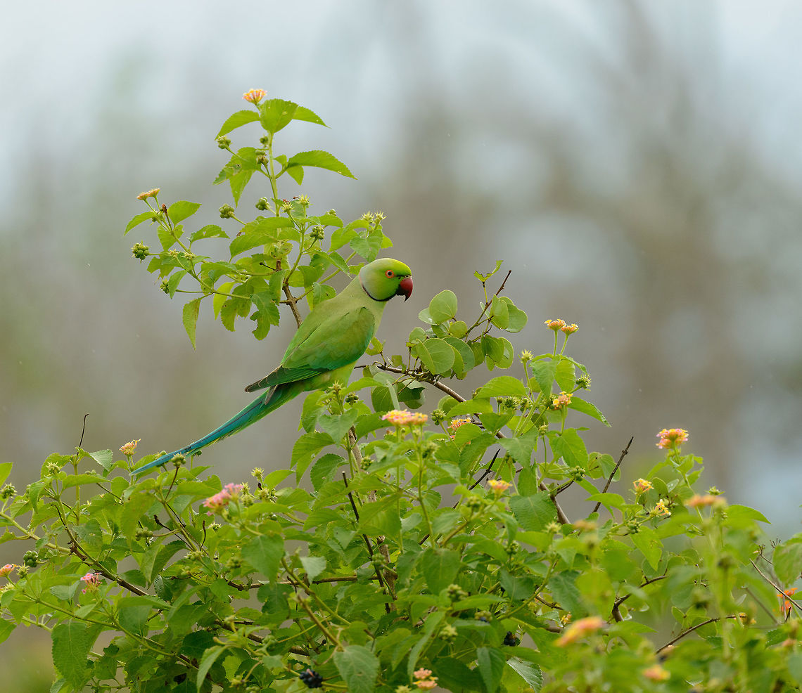 Rose-ringed Parakeet in Udawalawa, Sri Lanka Sharing the habitat with the Alexandrine Parakeet, which has a dark red patch on its shoulder. Asia,Psittacula krameri,Rose-ringed parakeet,Sri Lanka,Udawalawa