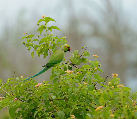Rose-ringed Parakeet in Udawalawa, Sri Lanka Sharing the habitat with the Alexandrine Parakeet, which has a dark red patch on its shoulder. Asia,Psittacula krameri,Rose-ringed parakeet,Sri Lanka,Udawalawa