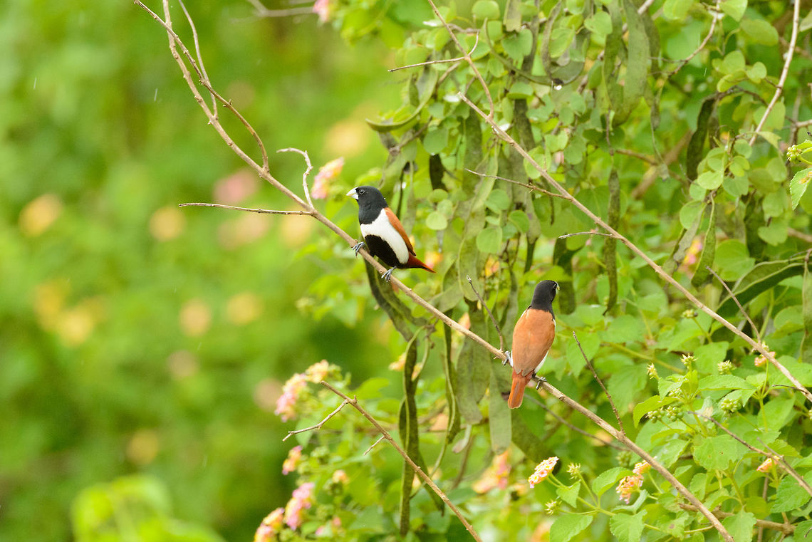 Black-headed Munias in Udawalawa, Sri Lanka  Asia,Chestnut munia,Lonchura atricapilla,Lonchura malacca,Sri Lanka,Tricoloured munia,Udawalawa