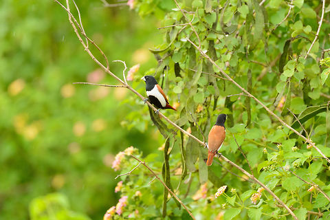 Black-headed Munias in Udawalawa, Sri Lanka  Asia,Chestnut munia,Lonchura atricapilla,Lonchura malacca,Sri Lanka,Tricoloured munia,Udawalawa