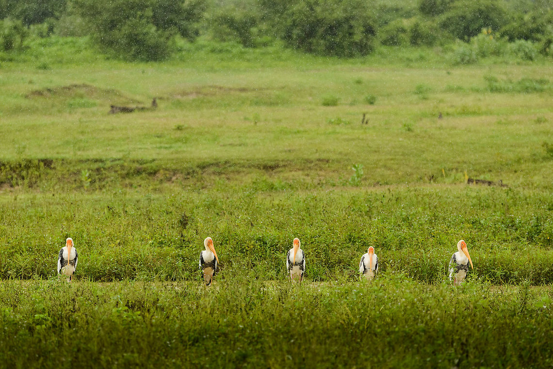 Painted Storks taking shelter in Udawalawa, Sri Lanka Wings folded and standing in a row waiting for the major rain to stop. Asia,Mycteria leucocephala,Painted Stork,Sri Lanka,Udawalawa