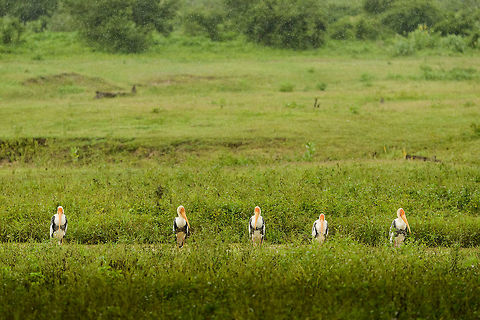 Painted Storks taking shelter in Udawalawa, Sri Lanka Wings folded and standing in a row waiting for the major rain to stop. Asia,Mycteria leucocephala,Painted Stork,Sri Lanka,Udawalawa