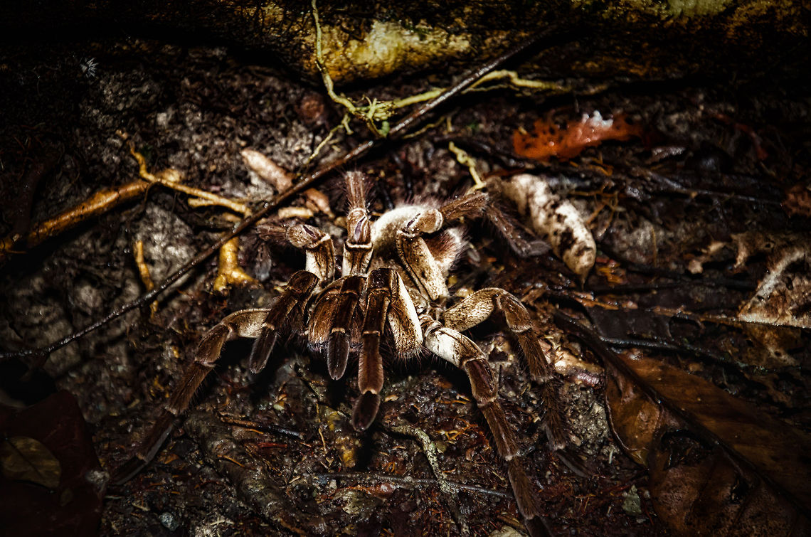 Goliath bird-eater Spider attack position The impressive Goliath Tarantula in attack position. Unlike popular belief, they are harmless to humans, even when bitten.  Amazon,Brazil,Geotagged,Goliath bird-eater Spider,Tarantula,Theraphosa blondi,invertebrates,spider