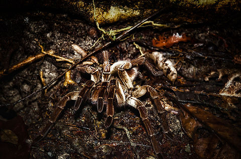 Goliath bird-eater Spider attack position The impressive Goliath Tarantula in attack position. Unlike popular belief, they are harmless to humans, even when bitten.  Amazon,Brazil,Geotagged,Goliath bird-eater Spider,Tarantula,Theraphosa blondi,invertebrates,spider