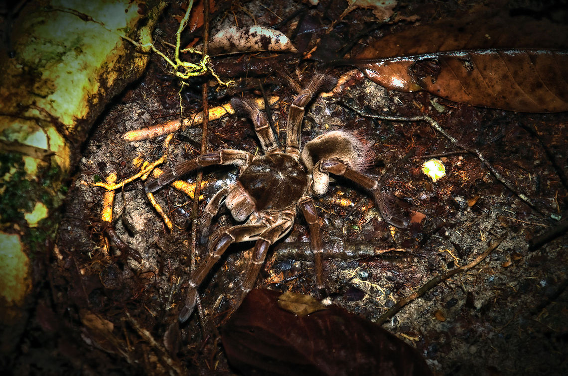 Goliath bird-eater Spider (Theraphosa blondi) The second-largest spider in the world, found at the swampy floor of the Amazon jungle. Notice the enormous leg span and huge fangs. Amazon,Brazil,Geotagged,Goliath bird-eater Spider,Spider,Tarantula,Theraphosa blondi,invertebrates
