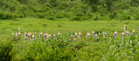 Painted Storks taking shelter in Udawalawa - II, Sri Lanka A few dozen painted storks collectively taking shelter against the rain in Udawalawa, Sri Lanka. I have no idea why they gather here, or gather at all, we haven't seen this behavior in any other park in Sri Lanka. Best experienced full screen. Asia,Mycteria leucocephala,Painted Stork,Sri Lanka,Udawalawa