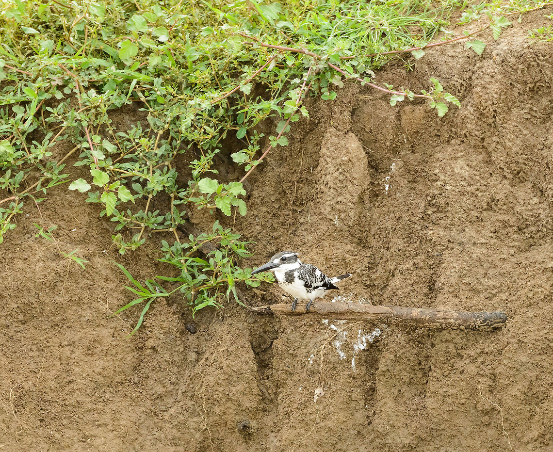 Pied Kingfisher takes front row seat, Udawalawa, Sri Lanka This Pied Kingfisher has found the perfect little branch alongside a small stream in Udawalawa, Sri Lanka. At this moment it was raining, yet it just kept fishing anyway. Asia,Ceryle rudis,Pied Kingfisher,Sri Lanka,Udawalawa