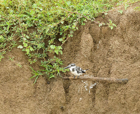 Pied Kingfisher takes front row seat, Udawalawa, Sri Lanka This Pied Kingfisher has found the perfect little branch alongside a small stream in Udawalawa, Sri Lanka. At this moment it was raining, yet it just kept fishing anyway. Asia,Ceryle rudis,Pied Kingfisher,Sri Lanka,Udawalawa