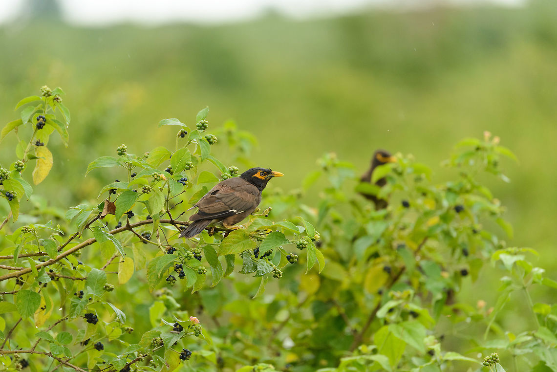 Common myna on shrubs in Udawalawa, Sri Lanka A very robust, adaptable and territorial bird:<br />
<figure class="photo"><a href="https://www.jungledragon.com/image/30987/alexandrine_parakeet_ninja-kicked_in_the_face.html" title="Alexandrine parakeet ninja-kicked in the face"><img src="https://s3.amazonaws.com/media.jungledragon.com/images/2/30987_thumb.jpg?AWSAccessKeyId=05GMT0V3GWVNE7GGM1R2&Expires=1763596810&Signature=Y9IOhp265qMF3X9u23QS%2Bgn4sS0%3D" width="200" height="198" alt="Alexandrine parakeet ninja-kicked in the face In Udawalawa, Sri Lanka, competition for nesting sites is fierce. Upon returning to its claimed nest, this Alexandrine parakeet got ninja-kicked in the face in mid-air by two common Myenas. Alexandrine parakeet,Asia,Psittacula eupatria,Sri Lanka,Udawalawa" /></a></figure>  Acridotheres tristis,Asia,Common myna,Sri Lanka,Udawalawa