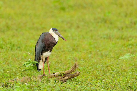Woolly-necked Stork taking shelter, Udawalawa, Sri Lanka A Woolly-necked stork getting its wool messed up amidst heavy rain. Asia,Ciconia episcopus,Sri Lanka,Udawalawa,Woolly-necked Stork