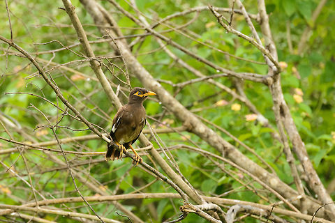 Common myna closeup in Udawalawa, Sri Lanka  Acridotheres tristis,Asia,Common myna,Sri Lanka,Udawalawa