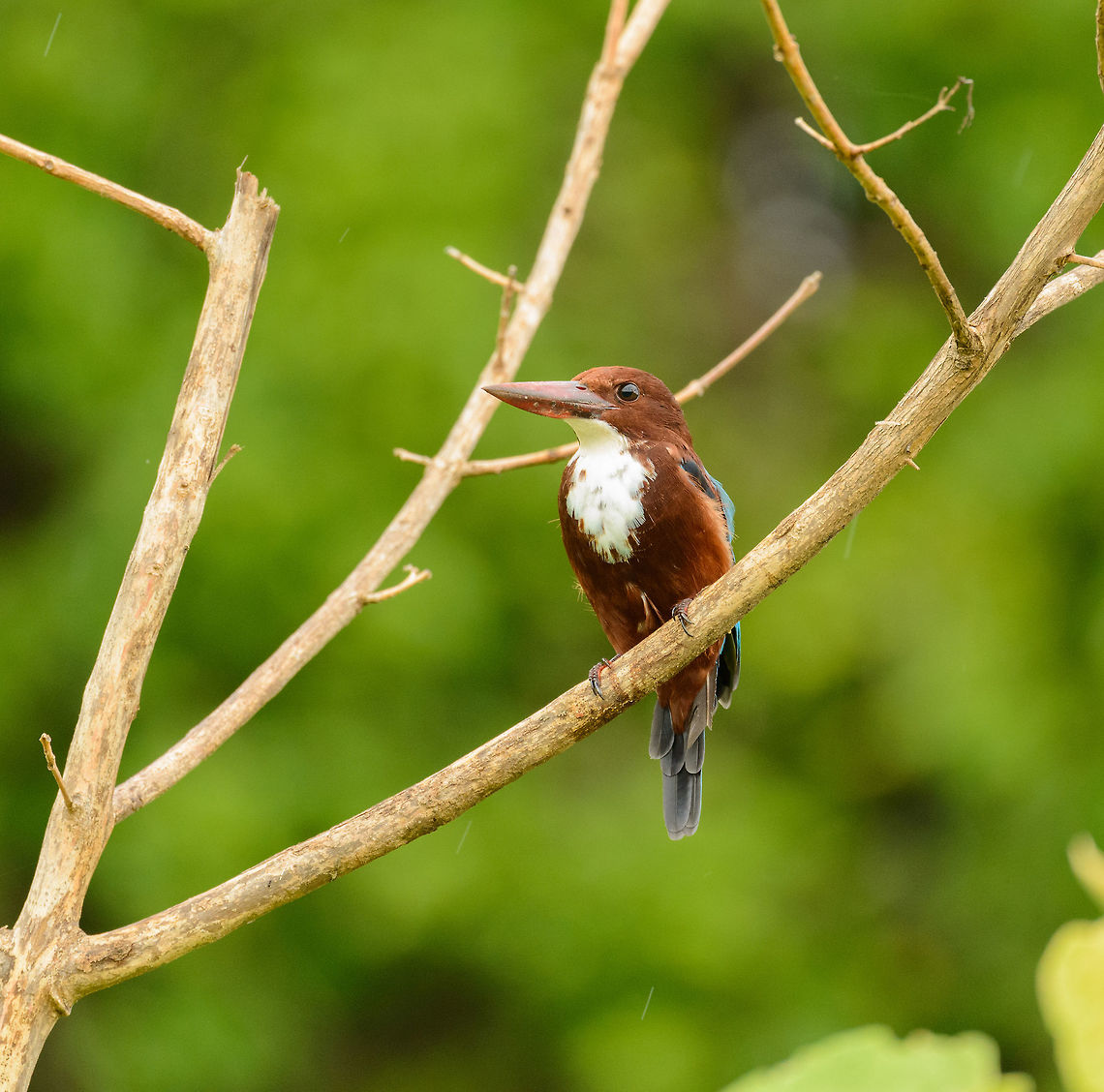 White-throated Kingfisher defying rain in Udawalawa, Sri Lanka  Asia,Halcyon smyrnensis,Sri Lanka,Udawalawa,White-throated kingfisher
