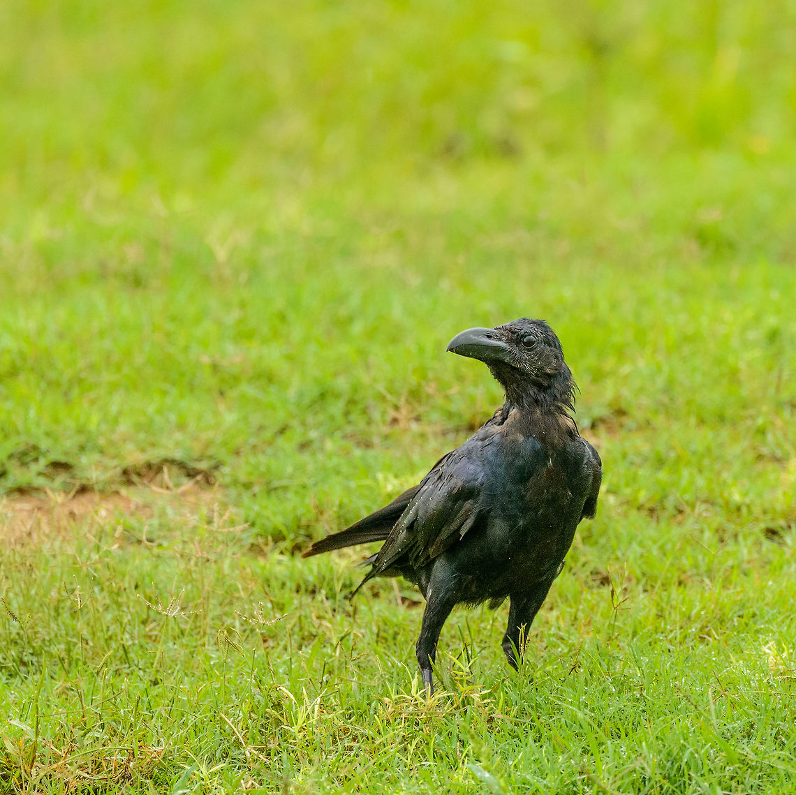 Large-billed Crow (Jungle Crow) defying rain in Udawalawa, Sri Lanka  Asia,Corvus macrorhynchos,Jungle crow,Sri Lanka,Udawalawa