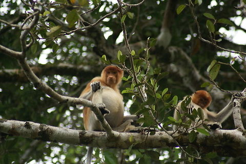 Proboscis monkey and baby An adult Proboscis monkey keep a close on us as we move our riverboat below them. Malaysia,Mammals,Monkeys,Nasalis larvatus,Proboscis monkey