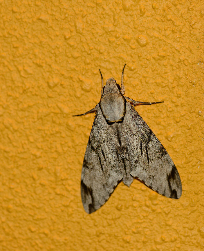 Meganoton analis Hawk moth near Udawalawa, Sri Lanka Found on the outside wall of our hotel at night. It is quite large, about the size of a human fist. Presumed ID is Meganoton analis based on size, distribution and patterns. Feel free to challenge it. Asia,Meganoton analis,Sri Lanka,Udawalawa