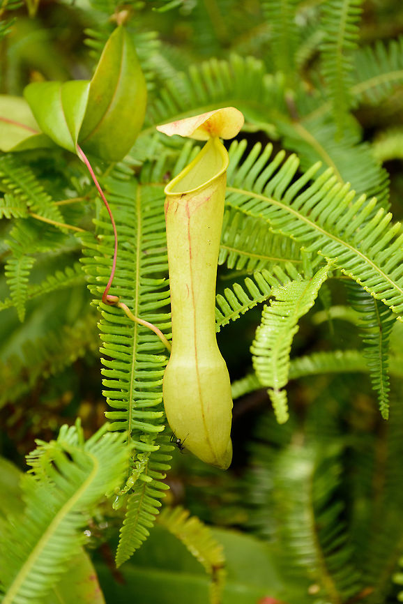 Sri Lanka Pitcher Plant in Sinharaja rainforest, Sri Lanka Wikipedia describes this species as the only documented species in Sri Lanka, therefore I assume it must be this species that I photographed.  Asia,Nepenthes distillatoria,Sinharaja,Sri Lanka