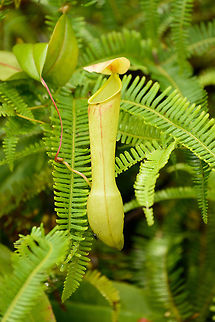Nepenthes distillatoria