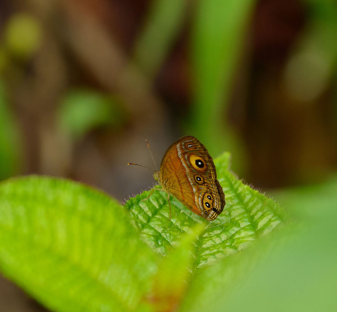 Gladeye Bushbrown in Sinharaja, Sri Lanka Quite a beautiful butterfly species, of which this sub species is endemic to Sri Lanka. Unfortunately, I was a bit rushed (the rest was already far ahead of me on the path), so I did not get a great angle. Asia,Gladeye Bushbrown,Mycalesis patnia,Sinharaja,Sri Lanka