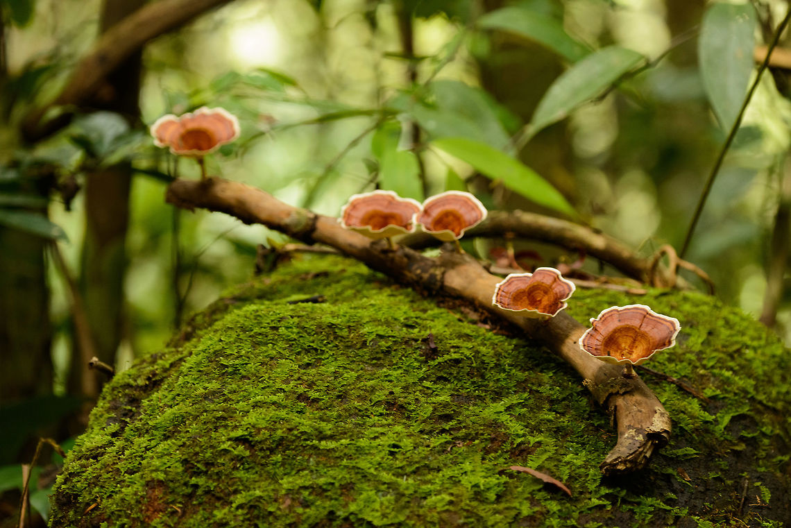 Microporus xanthopus, Sinharaja, Sri Lanka Found at the beginning of one of the eight entrances to Sinharaja. Asia,Microporus xanthopus,Sinharaja,Sri Lanka