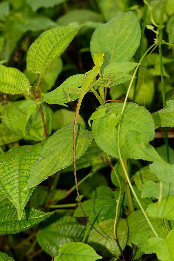 Common green forest lizard - full body shot, Sinharaja, Sri Lanka  Asia,Calotes calotes,Common Green Forest Lizard,Sinharaja,Sri Lanka