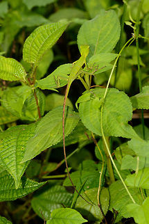 Common green forest lizard - full body shot, Sinharaja, Sri Lanka  Asia,Calotes calotes,Common Green Forest Lizard,Sinharaja,Sri Lanka