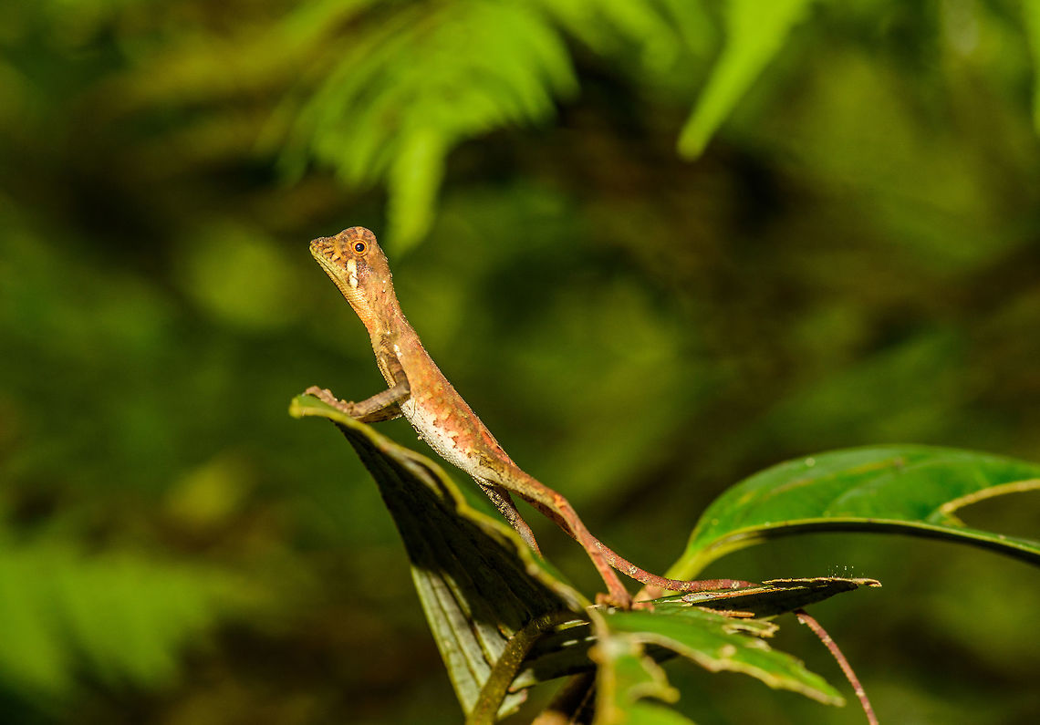 Sri Lankan Kangaroo Lizard - full body shot, Sri Lanka A wonderful surprise on a path in the jungle of Sinharaja, as I had never heard of this species before. It&#039;s a joy to watch as it stretches itself into odd poses with its oversized feet. Closeup:<br />
<figure class="photo"><a href="https://www.jungledragon.com/image/31194/sri_lankan_kangaroo_lizard_-_closeup_sri_lanka.html" title="Sri Lankan Kangaroo Lizard - closeup, Sri Lanka"><img src="https://s3.amazonaws.com/media.jungledragon.com/images/2/31194_thumb.jpg?AWSAccessKeyId=05GMT0V3GWVNE7GGM1R2&Expires=1759968010&Signature=rfGSpTSGYeybOyhuR1NpbuYBdro%3D" width="200" height="134" alt="Sri Lankan Kangaroo Lizard - closeup, Sri Lanka Closeup of this endemic and hilarious lizard species found on a path in Sinharaja, Sri Lanka. They are found near the floor of darker areas of the rainforest. Full body shot:<br />
http://www.jungledragon.com/image/31192/sri_lankan_kangaroo_lizard_-_full_body_shot_sri_lanka.html Asia,Otocryptis weigmannii,Sinharaja,Sri Lanka,Sri Lankan Kangaroo Lizard" /></a></figure> Asia,Otocryptis weigmannii,Otocryptis wiegmanni,Sinharaja,Sri Lanka