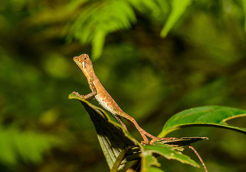 Sri Lankan Kangaroo Lizard - full body shot, Sri Lanka A wonderful surprise on a path in the jungle of Sinharaja, as I had never heard of this species before. It's a joy to watch as it stretches itself into odd poses with its oversized feet. Closeup:
http://www.jungledragon.com/image/31194/sri_lankan_kangaroo_lizard_-_closeup_sri_lanka.html Asia,Otocryptis weigmannii,Otocryptis wiegmanni,Sinharaja,Sri Lanka