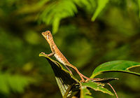 Sri Lankan Kangaroo Lizard - full body shot, Sri Lanka A wonderful surprise on a path in the jungle of Sinharaja, as I had never heard of this species before. It's a joy to watch as it stretches itself into odd poses with its oversized feet. Closeup:<br />
http://www.jungledragon.com/image/31194/sri_lankan_kangaroo_lizard_-_closeup_sri_lanka.html Asia,Otocryptis weigmannii,Otocryptis wiegmanni,Sinharaja,Sri Lanka